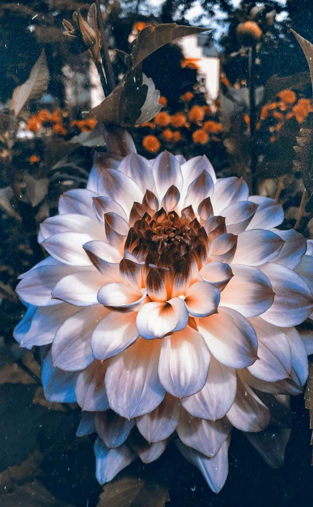 Spring Profile Picture