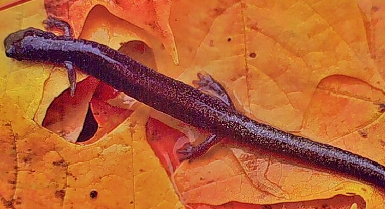 student studying salamanders