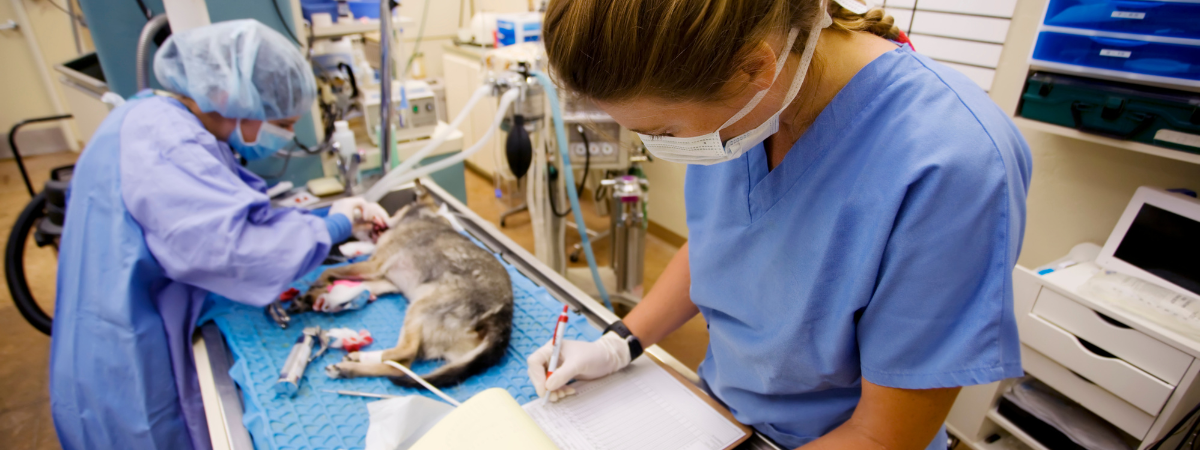 Veterinary Medicine