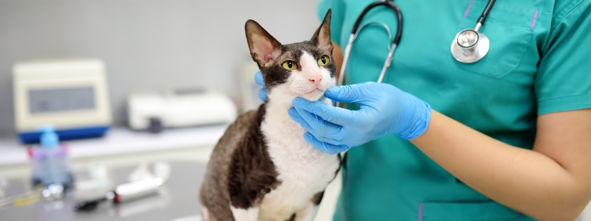 Veterinary Medicine check up