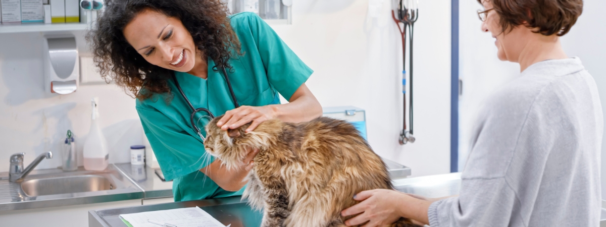 Veterinary Medicine examination