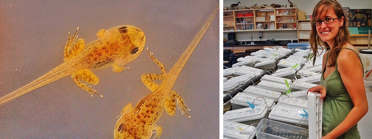 student studying tadpoles