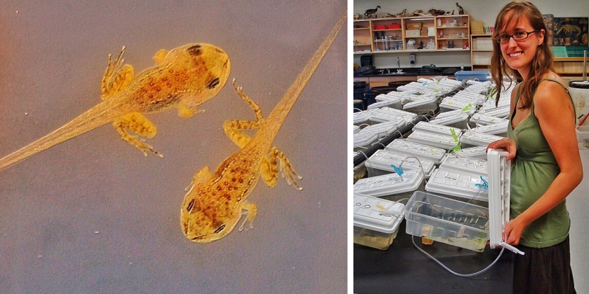 student studying tadpoles
