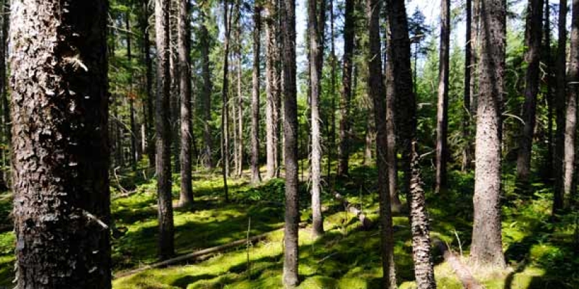 a mature black spruce stand