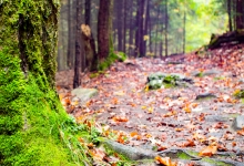 campus trail moss and fallen leaves