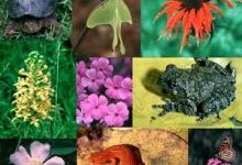 Biodiversity collage