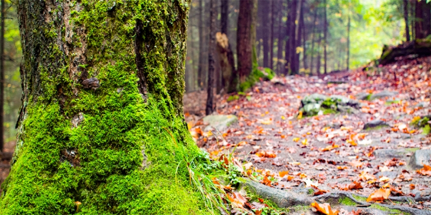 campus trail moss and fallen leaves